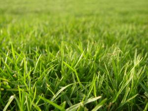 a beautiful lawn maintained by our Rohnert Park sprinkler repair techs